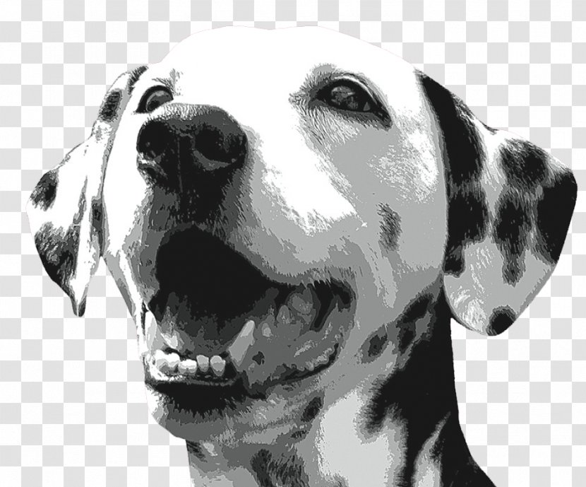 Dalmatian Dog Canidae Bark Breed Companion - Dalmatians Transparent PNG