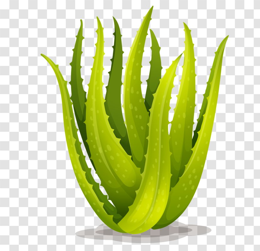 Aloe Vera Royalty-free Stock Photography Illustration - Hand-painted Transparent PNG