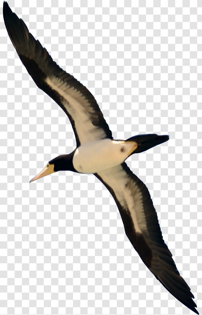 Clip Art Bird Pigeons And Doves Vector Graphics - Flight - Birds Flying Image Transparent PNG