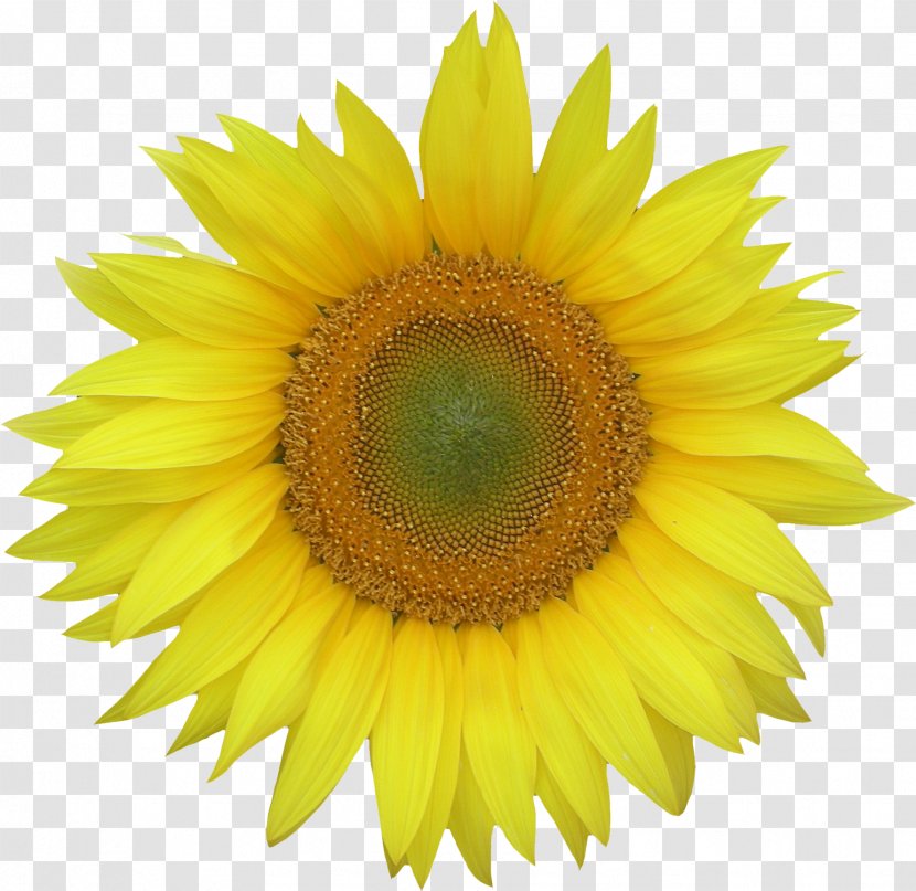 Common Sunflower Clip Art - Petal - Vibrant Transparent PNG