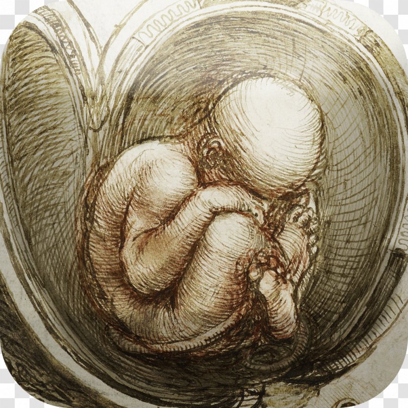 Anatomical Drawings Anatomy Studies Of The Fetus In Womb Leonardo Da Vinci: Mechanics Man - Marcantonio Della Torre Transparent PNG