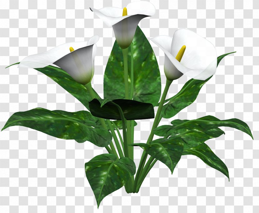 Flower Arum-lily Callalily Lilium - Cut Flowers - Lily Transparent PNG