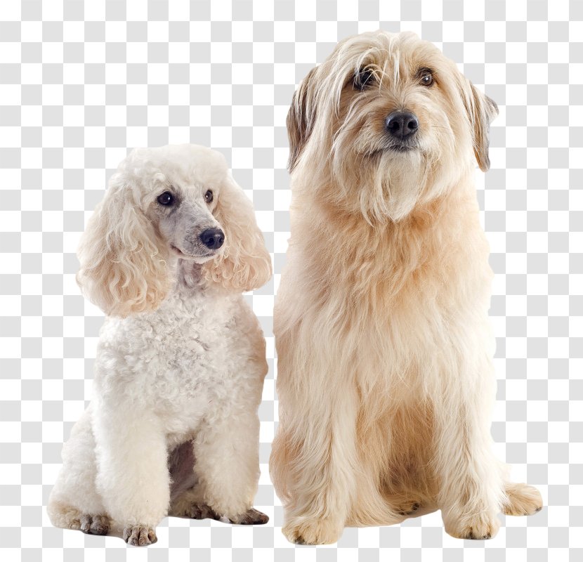 Pyrenean Shepherd Poodle Great Pyrenees German Shetland Sheepdog - Sporting Group - Dog Transparent PNG