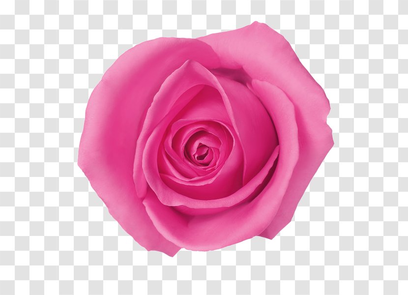 Garden Roses Centifolia Beach Rose Flower - Family Transparent PNG