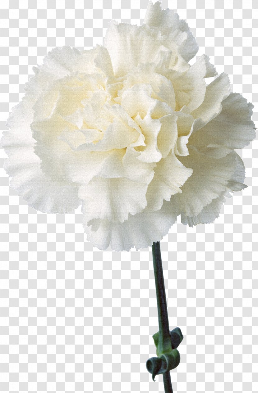 Carnation Cut Flowers Birth Flower Plant - Floristry - Floral Design Elements With Flowers,White Carnations Transparent PNG