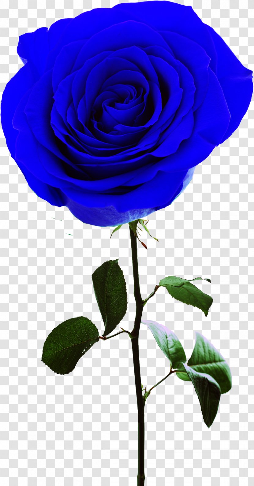 Rosa Gallica Centifolia Roses Garden Flower - Rose Family - Blue Transparent PNG