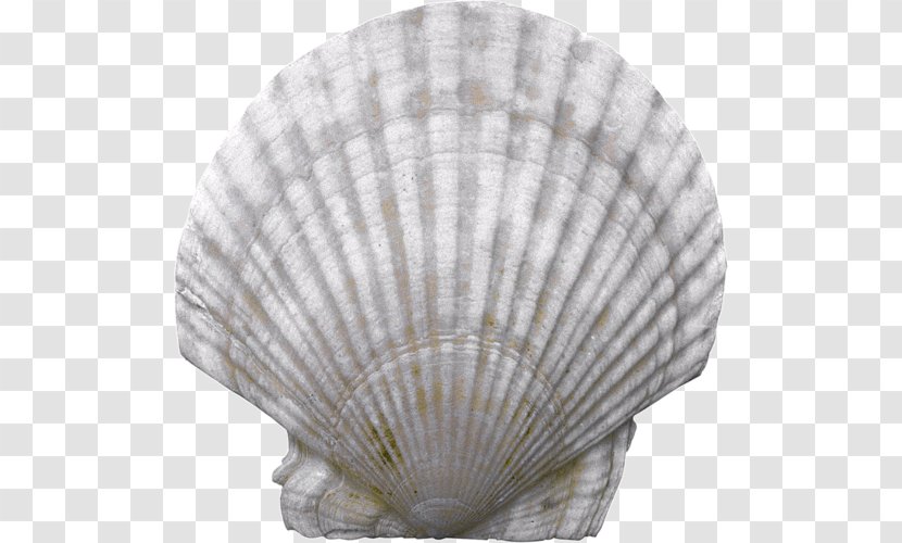 Sher-e-Kashmir University Of Agricultural Sciences And Technology Seashell Nacre Conchology - Sea Snail Transparent PNG