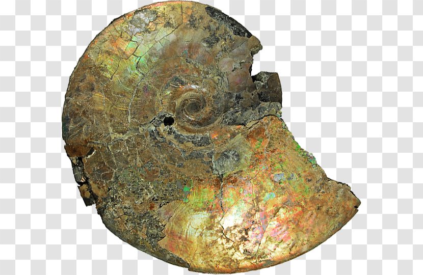 Yorkshire Type Ammonites Albian Cretaceous Geology - Fossil - Ammonite Resources Transparent PNG