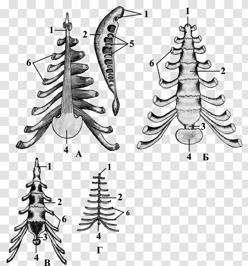Christmas Tree Bone Cattle Sternum Animal - Silhouette Transparent PNG
