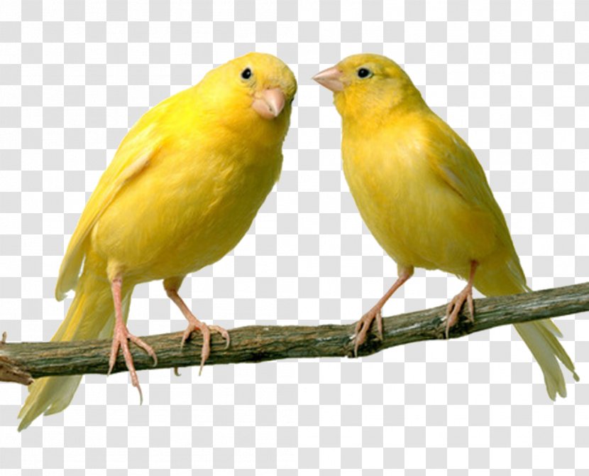 Domestic Canary Bird Finch Islands Pet - Vocalization - Flies Transparent PNG