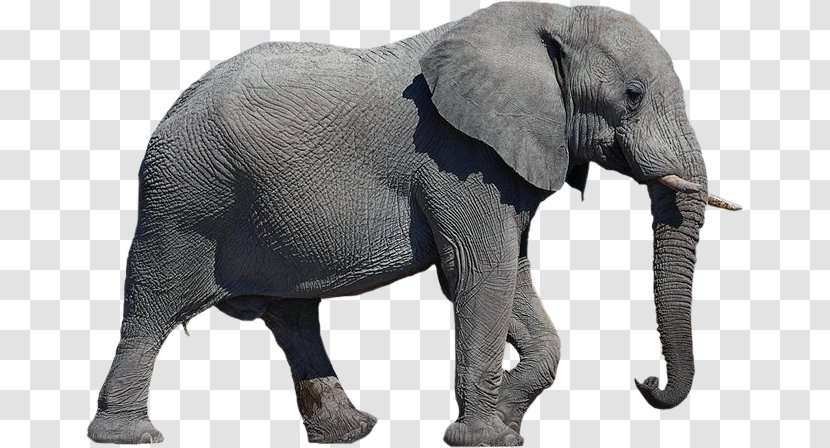 African Elephant - Transparent Background Transparent PNG