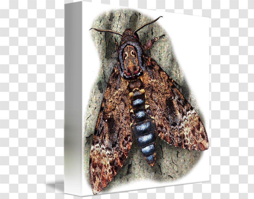 Death's-head Hawkmoth Imagekind Art Poster - Moth Drawing Transparent PNG