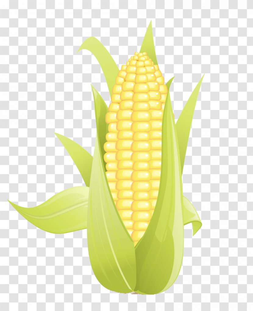 Corn On The Cob Maize Field Clip Art Transparent PNG