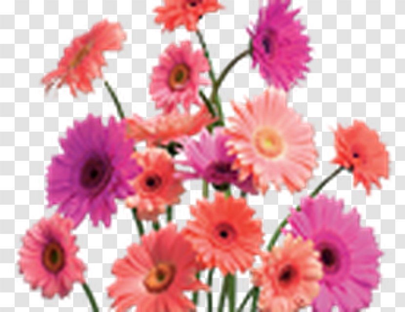 Common Daisy Gerbera Jamesonii Flower Clip Art - Oxeye Transparent PNG