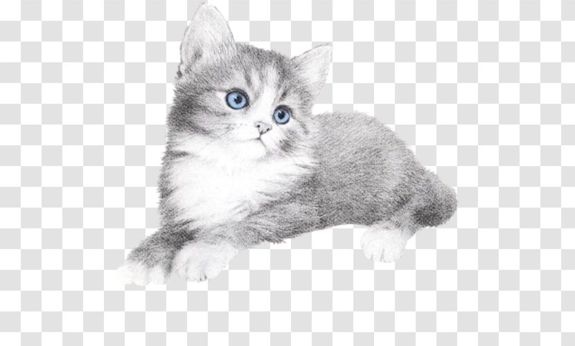 Blog Cat - Permalink - Domestic Long Haired Transparent PNG