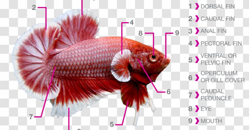 Siamese Fighting Fish Fin Anatomy Aquarium - Dorsal - Betta Transparent PNG