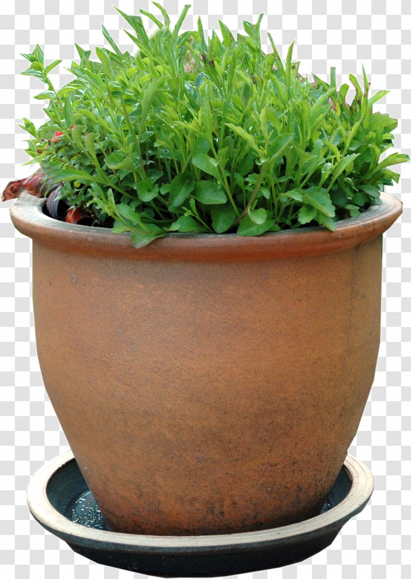 Houseplant Flowerpot Garden Centre - Plant Transparent PNG