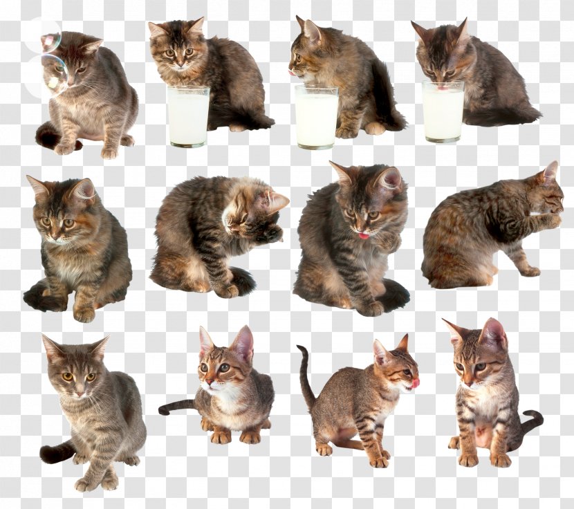 Cat Kitten Clip Art - Presentation - Cats Transparent PNG