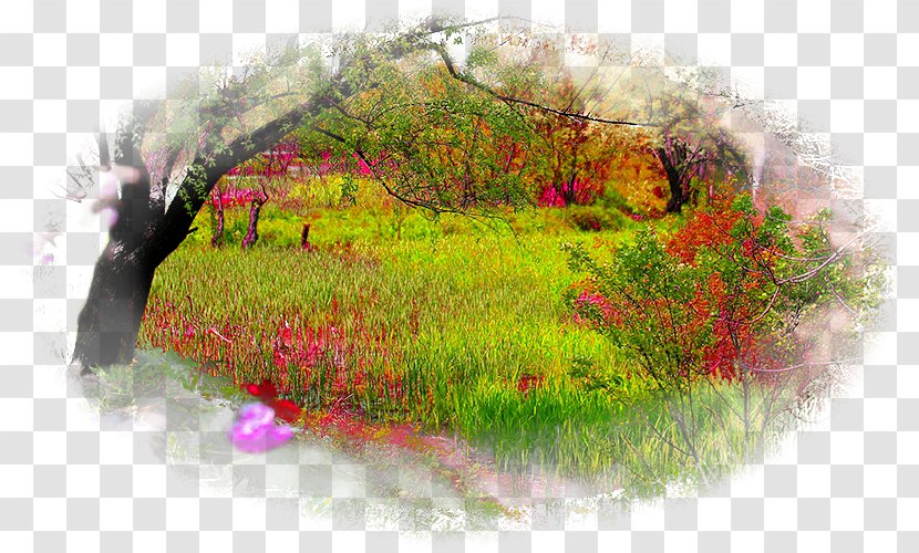 Natural Landscape Nature Story Desktop Wallpaper Forest Transparent PNG