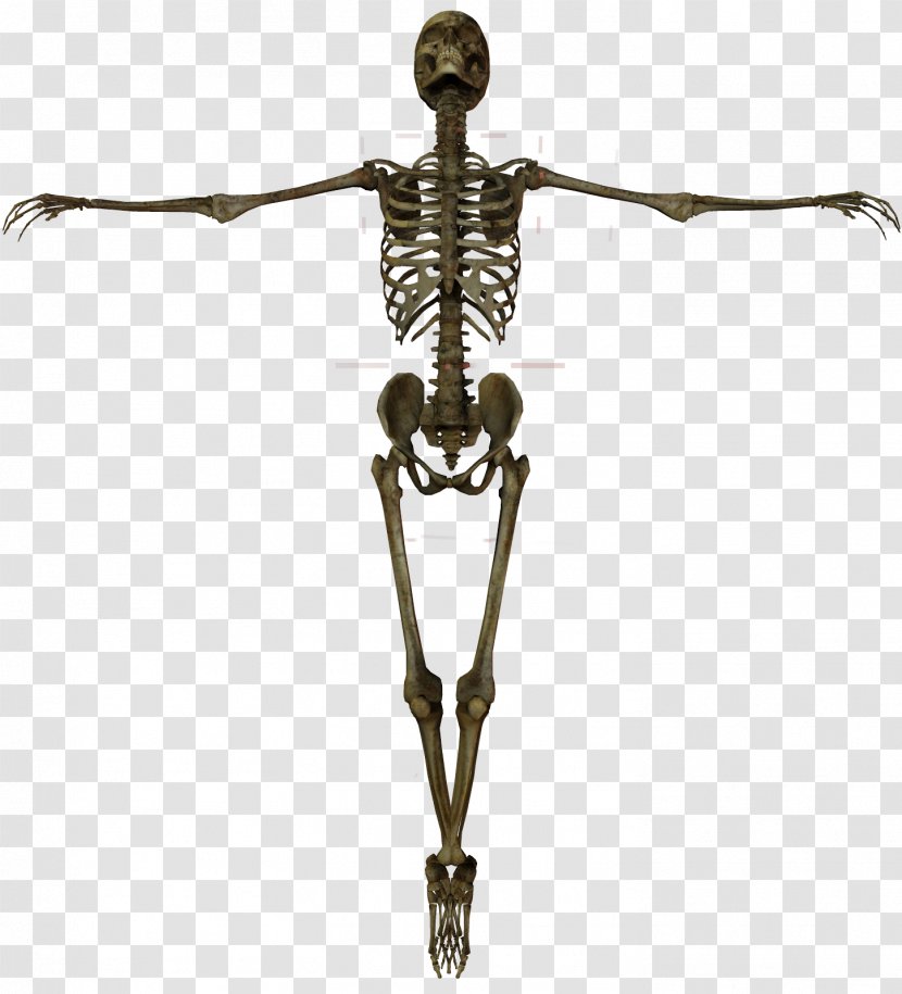 Human Skeleton Anatomy Bone - Skull Transparent PNG