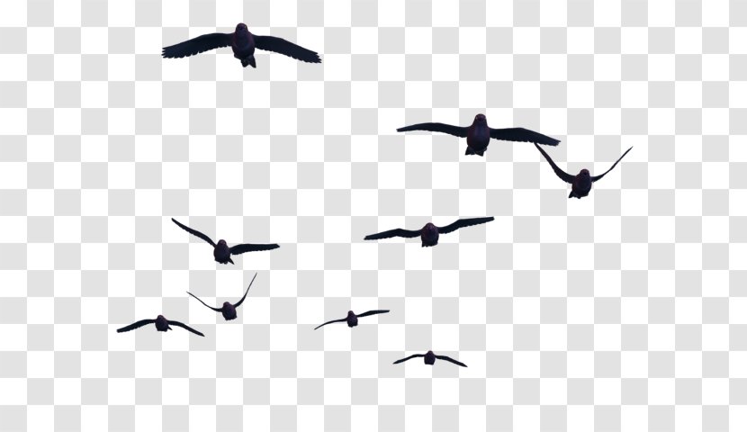 Bird Flight Clip Art - Photography Transparent PNG