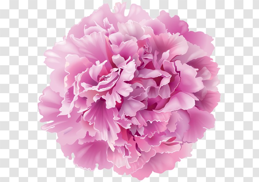 Peony Desktop Wallpaper Clip Art - Floral Design - Peonies Transparent PNG
