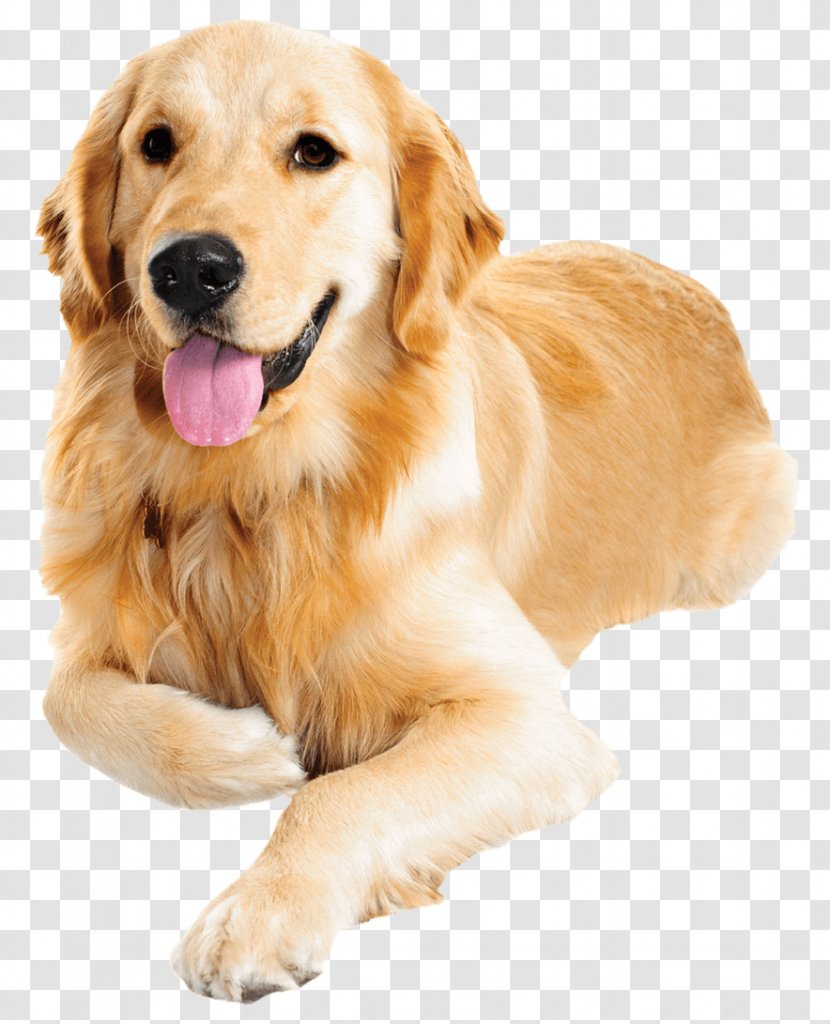 Dog Food Cat Pet - Shop - Golden Retriever Transparent PNG