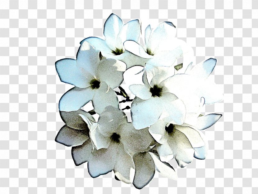 White Petal Flower Plant Cut Flowers - Frangipani Flowering Transparent PNG