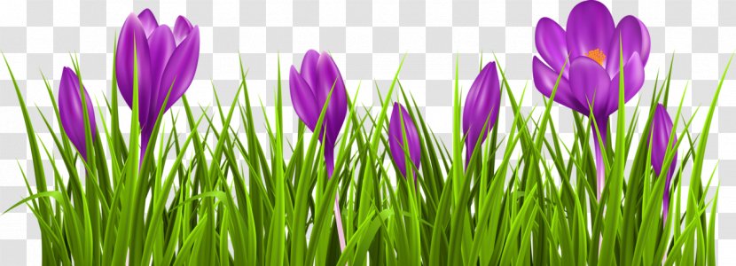 Crocus Vernus Flower Clip Art Transparent PNG