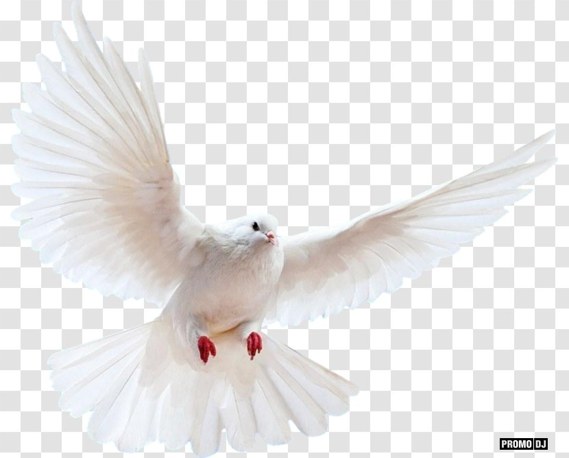 Columbidae Bird Rock Dove Doves As Symbols Transparent PNG