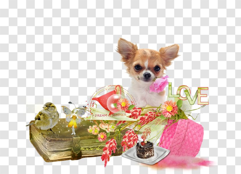 Chihuahua Puppy Yorkshire Terrier Dog Breed Companion - Advertising - Joyeux-anniverSaire Transparent PNG