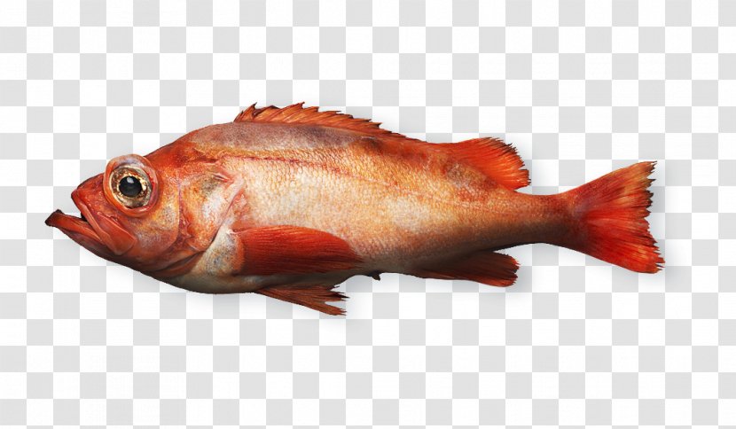 Northern Red Snapper Fish Products Rose Seafood - Salmon Transparent PNG