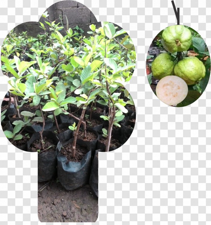 Benih Tokopedia Fruit Tree Common Guava - Pricing Strategies - Jambu Transparent PNG