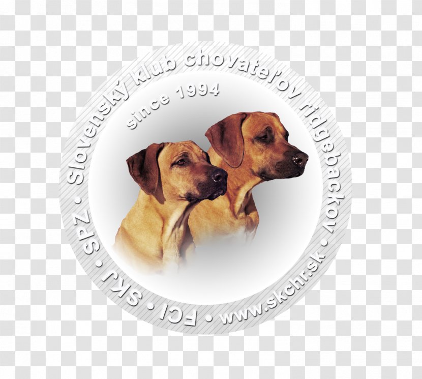 Dog Breed Rhodesian Ridgeback Puppy Snout Kennel - Rhodesia Transparent PNG