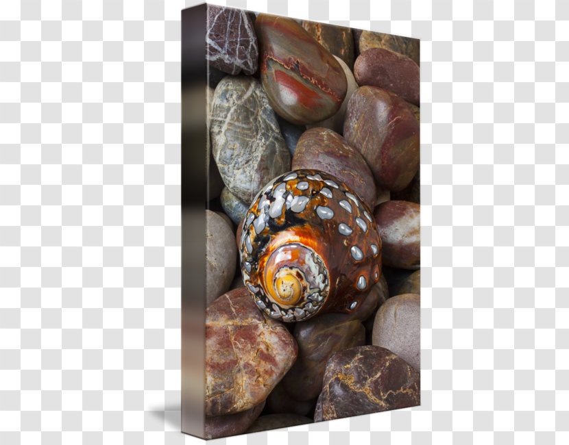 Conchology Seashell - Pebble - Sea Snail Transparent PNG