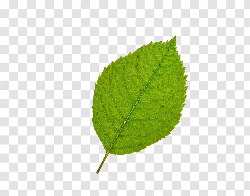 Leaf Bladnerv Clip Art - Tree - Leaves Transparent PNG