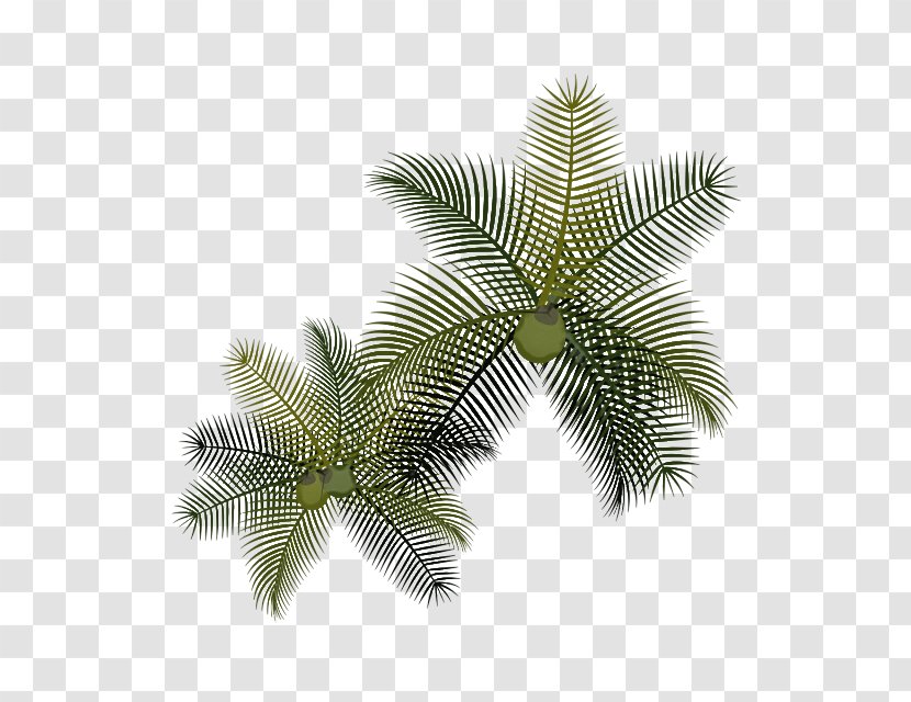 Palm Tree Leaf - Arecales - Houseplant Attalea Speciosa Transparent PNG