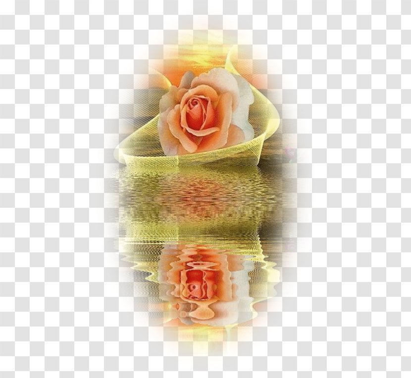 Garden Roses Flower Islam Roses, Girona - Shabbat Shalom Transparent PNG