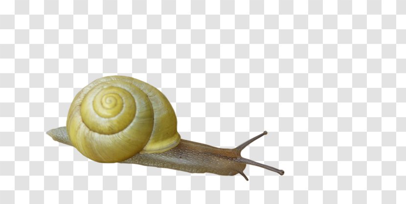 Snail Orthogastropoda Insect - Image Transparent PNG