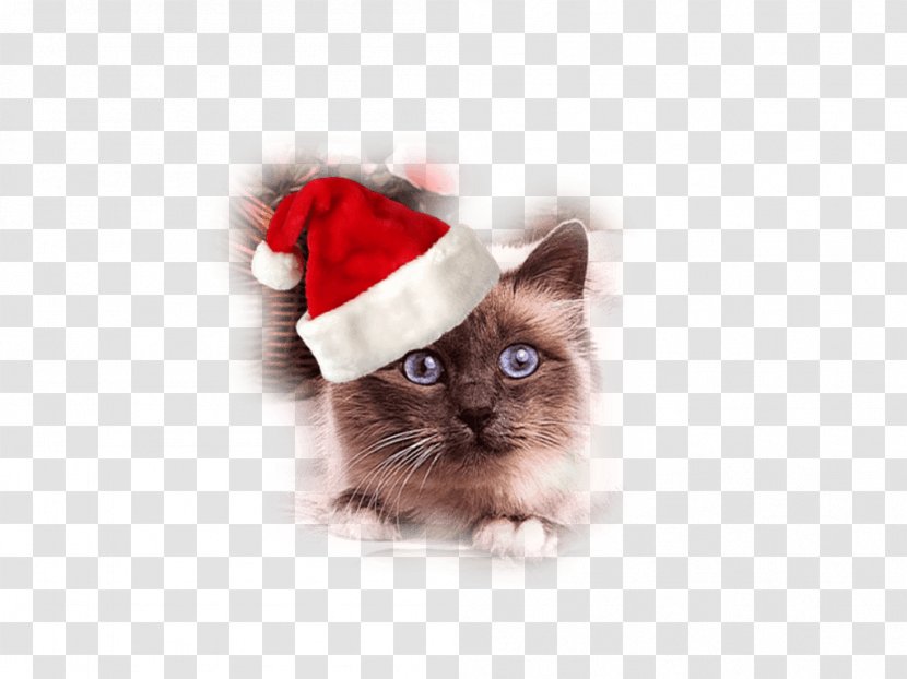 Whiskers Cat Kitten Christmas Santa Claus - Gorro Transparent PNG