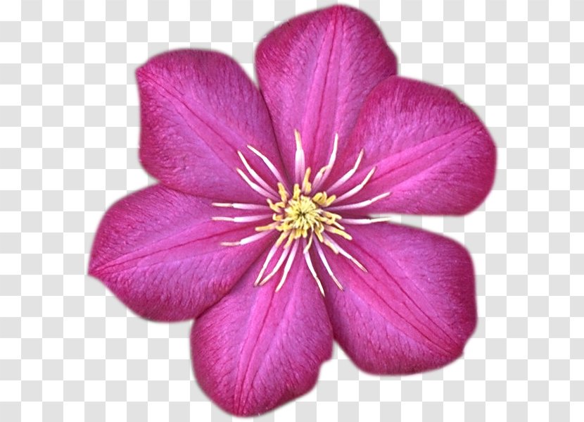 Flower Garden Roses Almaty Desktop Wallpaper Clip Art - Photography - 相机logo Transparent PNG
