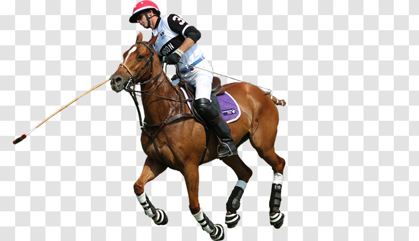Polo Rein Horse Equestrian Sport Transparent PNG