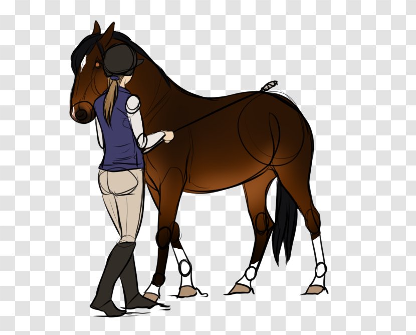 Mustang Foal Pony Stallion Colt - English Riding Transparent PNG