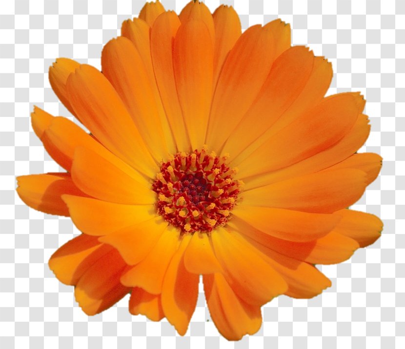 Calendula Officinalis Orange Blume Flower Cappuccino Transparent PNG