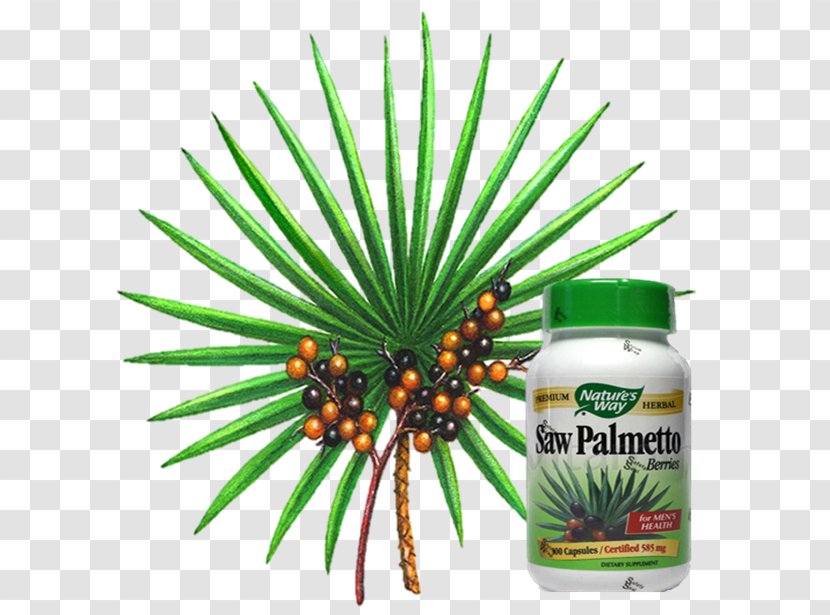 Arecaceae Saw Palmetto Extract Prostate Dihydrotestosterone - Plant Transparent PNG