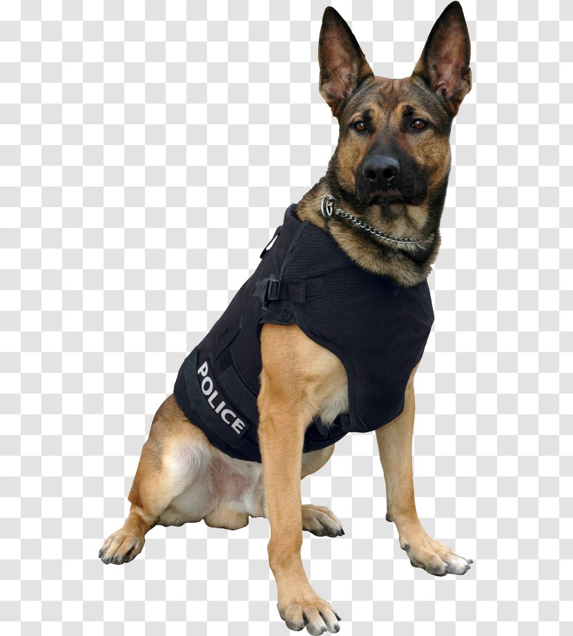 German Shepherd Police Dog Bullet Proof Vests Gilets - Like Mammal - Missing-persons Transparent PNG