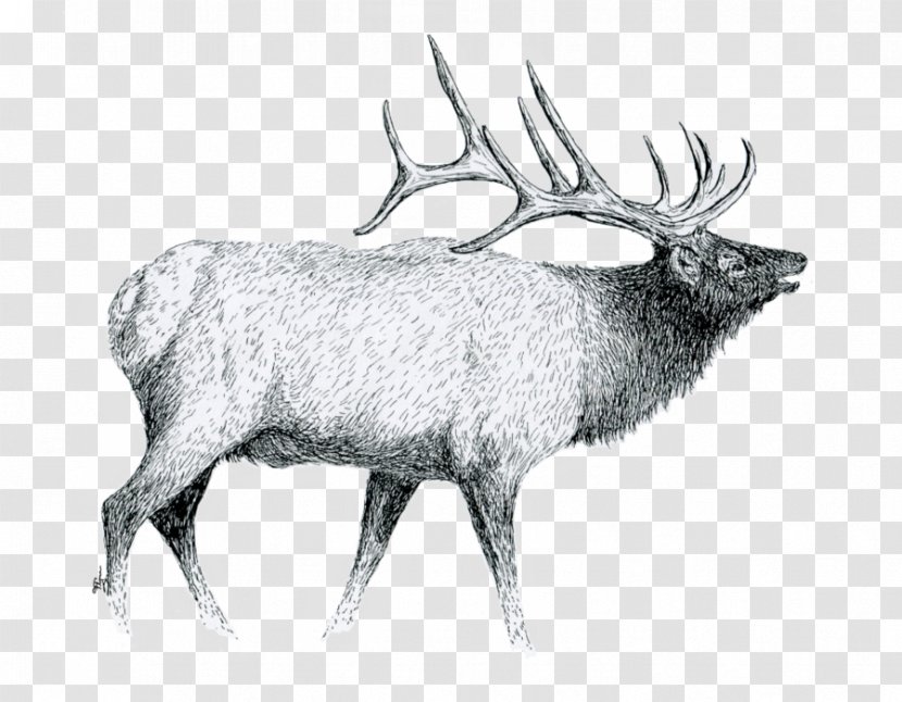Elk Drawing Pen Antler Sketch - Mammal Transparent PNG