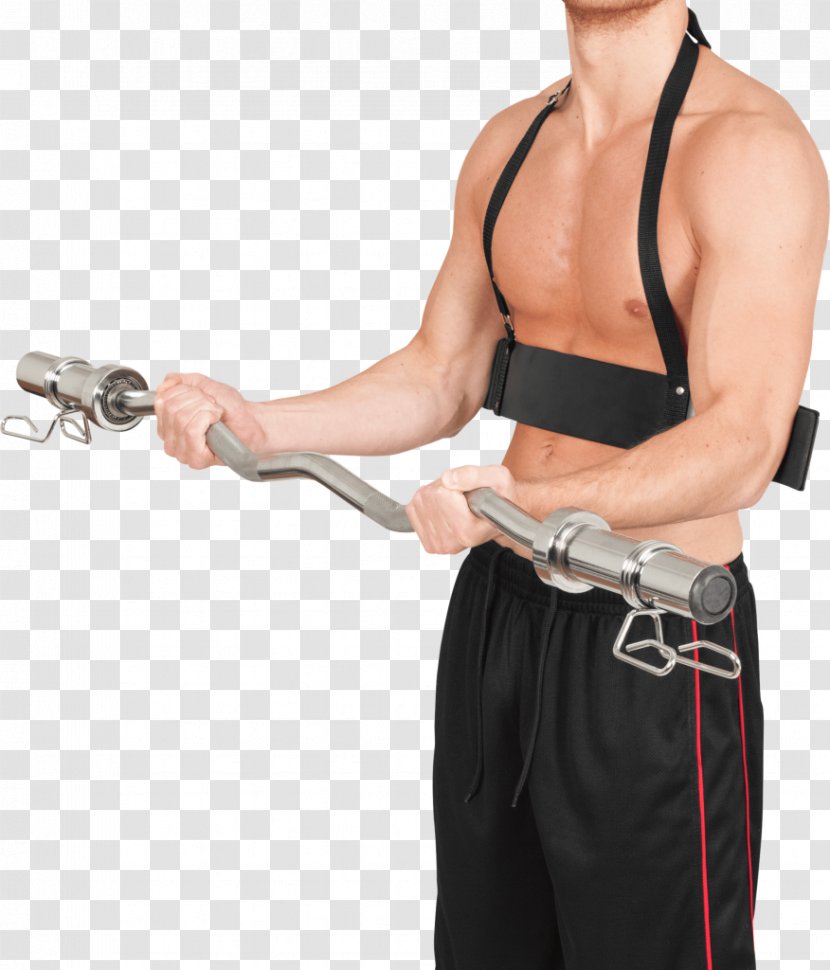 Biceps Triceps Brachii Muscle Elbow Shoulder Wrist - Watercolor - Kettlebells Transparent PNG