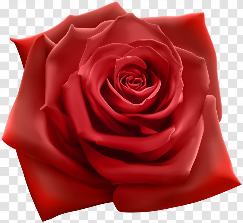 Rose Stock Illustration Photography - Royalty Free - Red Clipart Image Transparent PNG