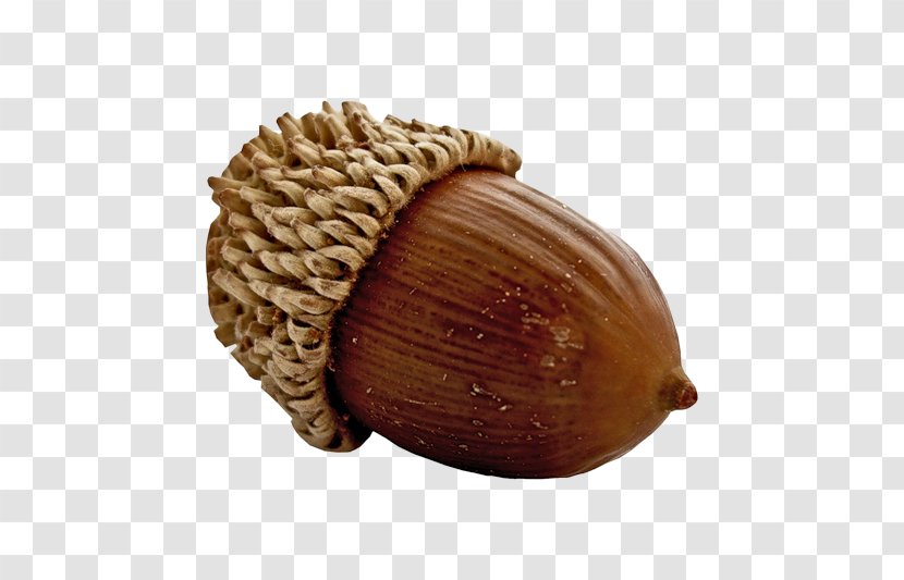 Acorn Oak Symbol Auglis نان بلوط - Nuts Seeds Transparent PNG